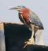 agrheron35n_small.jpg