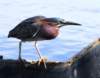 agrheron41_small.jpg