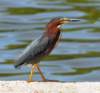 agrheron53smt_small.jpg