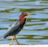 agrheron54_small.jpg