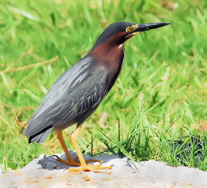 agrheron56.jpg