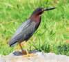 agrheron56_small.jpg