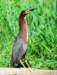 agrheron8_small.jpg