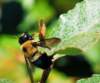 abumblebee18_small.jpg
