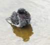 apigeonbathing161_small.jpg