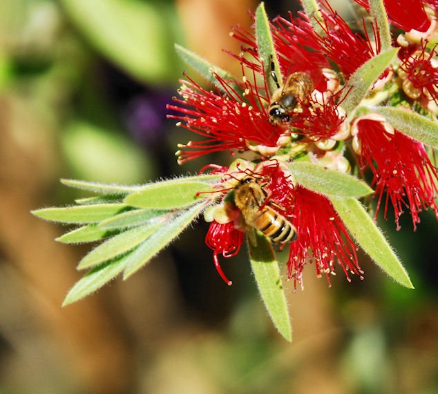 abees57.jpg