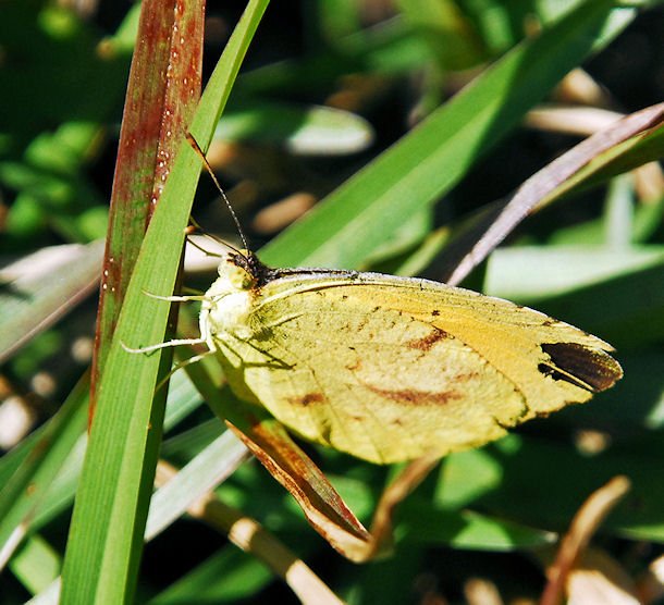abfly11.jpg