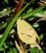 abfly36_small.jpg