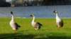 adsgeese260 adsgeese260_small.jpg
