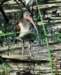 aibis279 aibis279_small.jpg