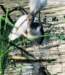 aibis284 aibis284_small.jpg