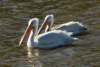 apels163 apels163_small.jpg