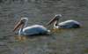 apels164 apels164_small.jpg