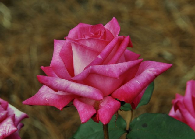 rose_5x7_124.jpg