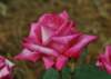 rose_5x7_124_small.jpg