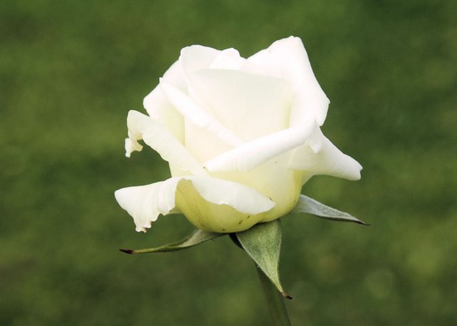 rose_5x7_132.jpg