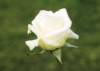 rose_5x7_132_small.jpg