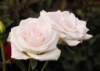 rose_5x7_134_small.jpg