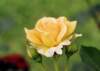 rose_5x7_140_small.jpg