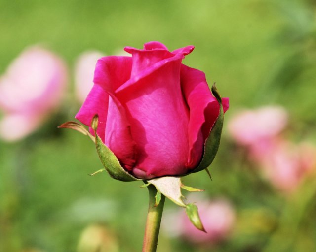 rose_8x10_106.jpg