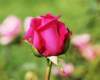 rose_8x10_106_small.jpg