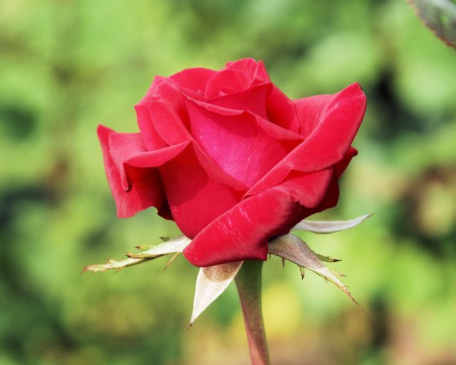 rose_8x10_108.jpg