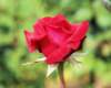 rose_8x10_108_small.jpg