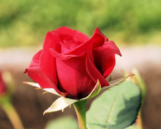 rose_8x10_109.jpg