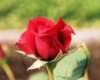 rose_8x10_109_small.jpg