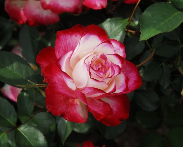 rose_8x10_111.jpg