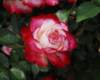 rose_8x10_111_small.jpg