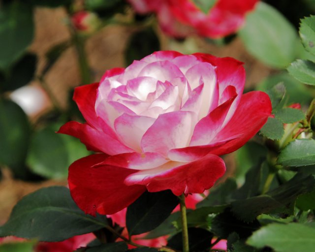 rose_8x10_113.jpg