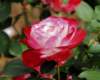 rose_8x10_113_small.jpg