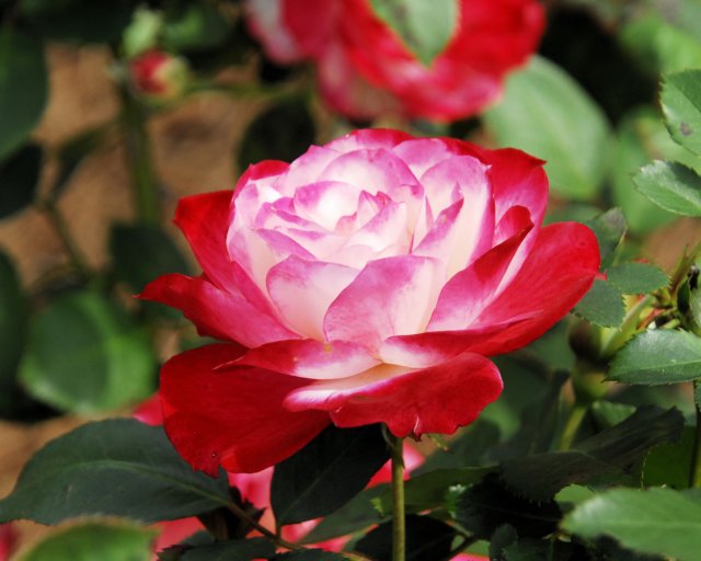 rose_8x10_114.jpg