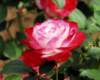 rose_8x10_114_small.jpg