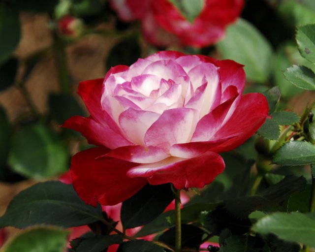 rose_8x10_114n.jpg