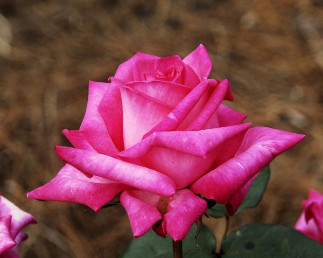 rose_8x10_124.jpg