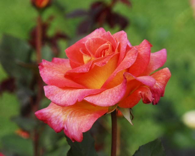 rose_8x10_128.jpg