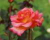 rose_8x10_128_small.jpg