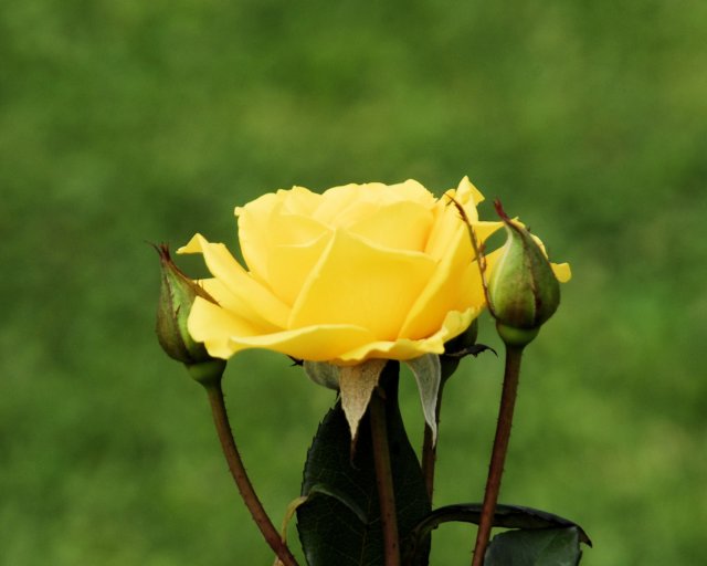 rose_8x10_136.jpg