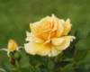 rose_8x10_138n_small.jpg