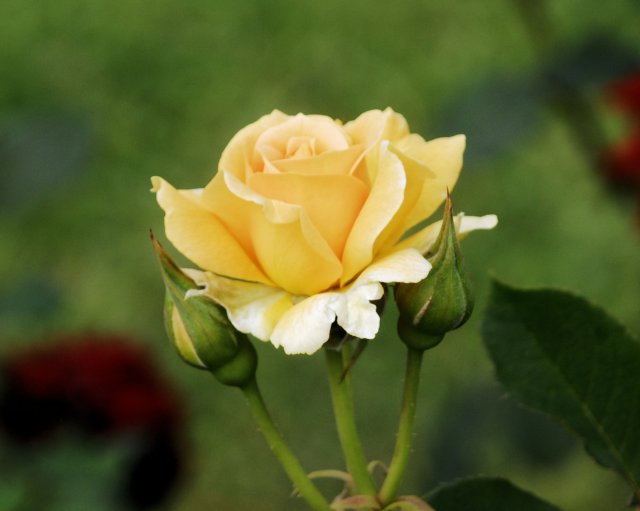 rose_8x10_140.jpg