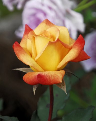 rose_8x10_152.jpg