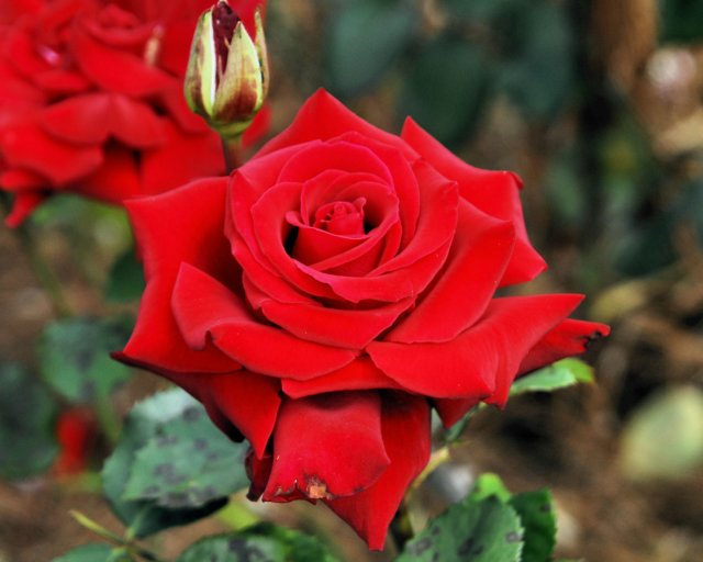 rose_8x10_156.jpg