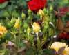 rosebuds_8x10_139_small.jpg