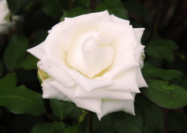 rosewhite_5x7_130.jpg