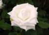 rosewhite_5x7_130_small.jpg