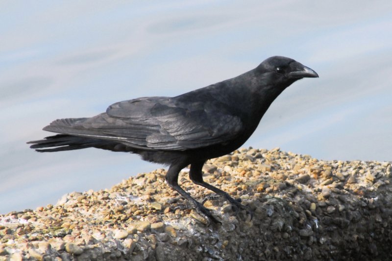 fishcrow_4x6_65.jpg