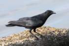 fishcrow_4x6_65_small.jpg