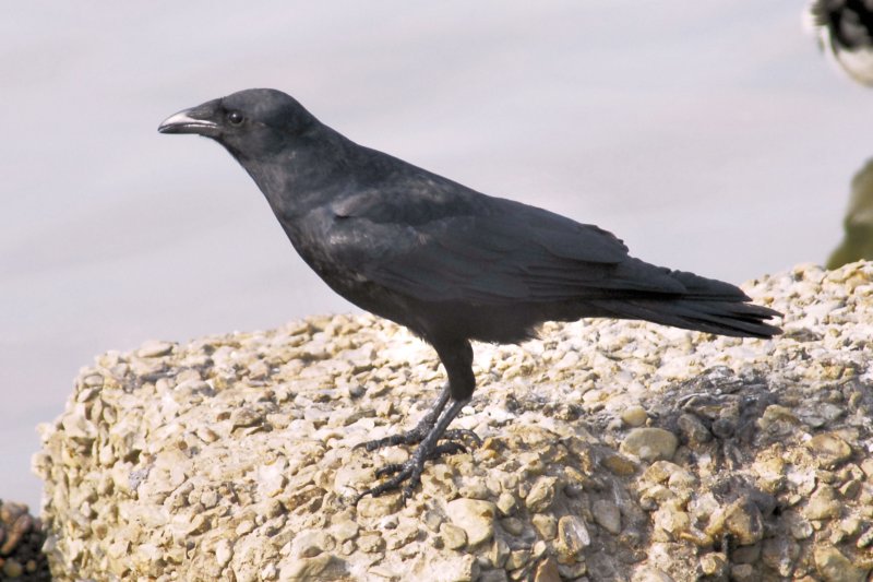 fishcrow_4x6_71.jpg